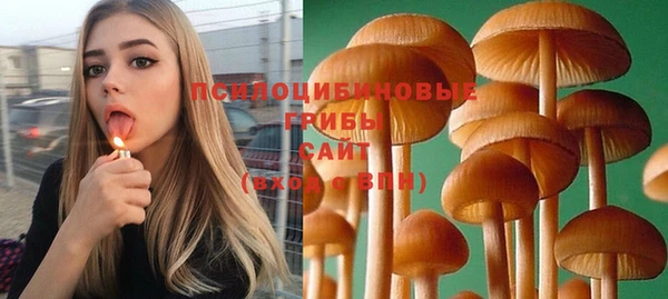 прущие грибы Аркадак